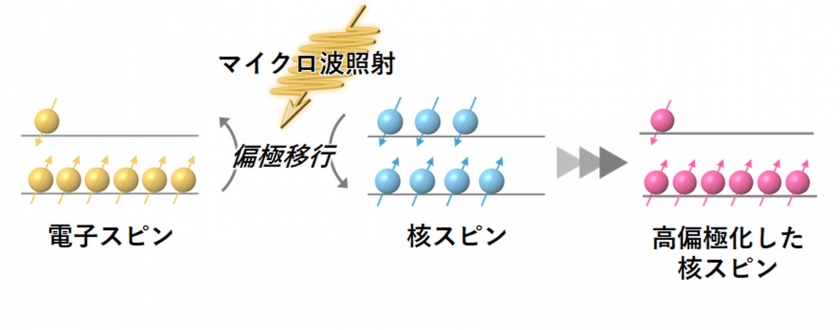 最重要MRI プローブであるピルビン酸の光を⽤いた⾼核偏極化に成功 〜¹³CMRI による癌診断応⽤への重要な⼀歩〜 テック・アイ生命科学